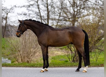 Hanoverian, Gelding, 6 years, 17 hh, Bay-Dark