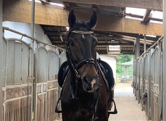 Hanoverian, Gelding, 6 years, 17 hh, Bay-Dark