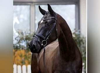 Hanoverian, Gelding, 6 years, 17 hh, Black