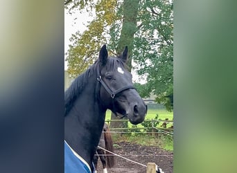 Hanoverian, Gelding, 6 years, 17 hh, Black