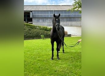 Hanoverian, Gelding, 6 years, 17 hh, Black