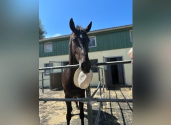 Hanoverian, Gelding, 6 years, 17 hh, Black