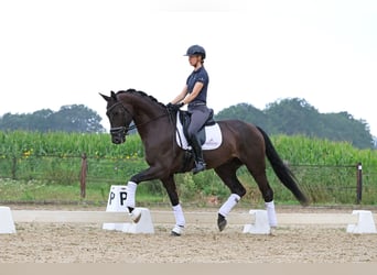 Hanoverian, Gelding, 6 years, 17 hh, Black