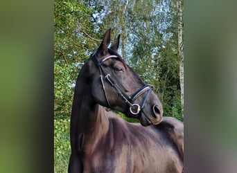 Hanoverian, Gelding, 6 years, 17 hh, Black