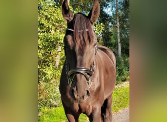 Hanoverian, Gelding, 6 years, 17 hh, Black