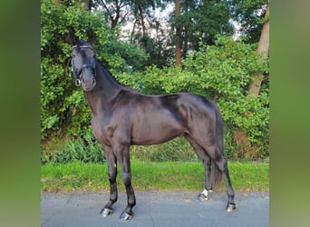 Hanoverian, Gelding, 6 years, 17 hh, Black