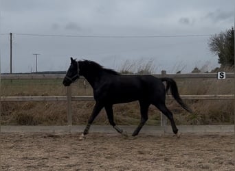 Hanoverian, Gelding, 6 years, 17 hh, Black