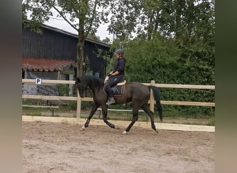 Hanoverian, Gelding, 6 years, 17 hh, Black