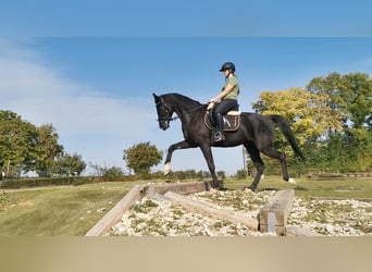 Hanoverian, Gelding, 6 years, 17 hh, Black