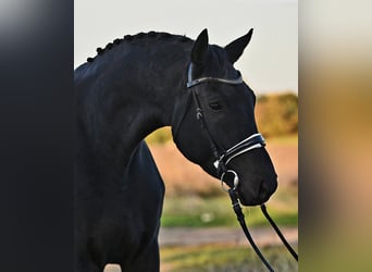 Hanoverian, Gelding, 6 years, 17 hh, Black