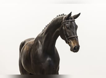 Hanoverian, Gelding, 6 years, 17 hh, Black