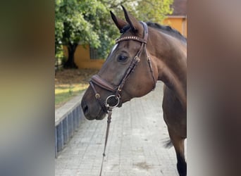 Hanoverian, Gelding, 6 years, 17 hh, Brown