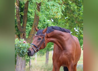 Hanoverian, Gelding, 6 years, 17 hh, Brown