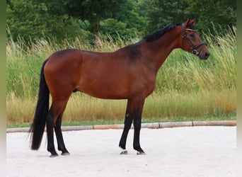 Hanoverian, Gelding, 6 years, 17 hh, Brown