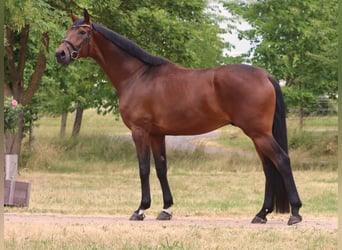Hanoverian, Gelding, 6 years, 17 hh, Brown