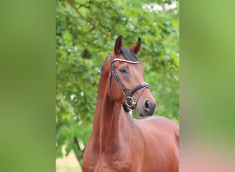 Hanoverian, Gelding, 6 years, 17 hh, Brown