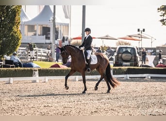 Hanoverian, Gelding, 6 years, 17 hh, Brown