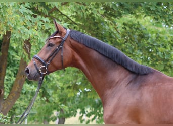 Hanoverian, Gelding, 6 years, 17 hh, Brown