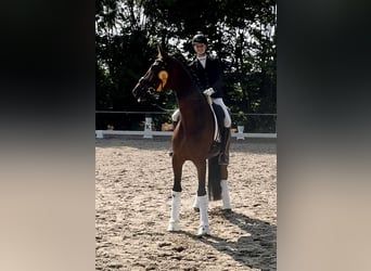 Hanoverian, Gelding, 6 years, 17 hh, Brown