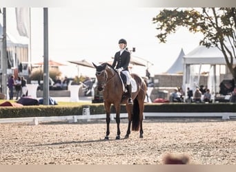 Hanoverian, Gelding, 6 years, 17 hh, Brown