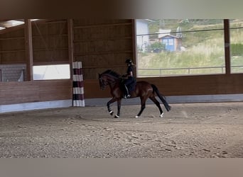 Hanoverian, Gelding, 6 years, 17 hh, Brown