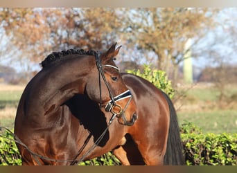 Hanoverian, Gelding, 6 years, 17 hh, Brown