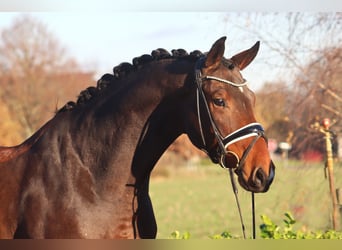 Hanoverian, Gelding, 6 years, 17 hh, Brown