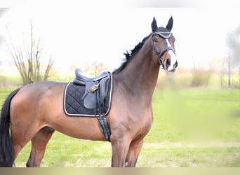 Hanoverian, Gelding, 6 years, 17 hh, Brown