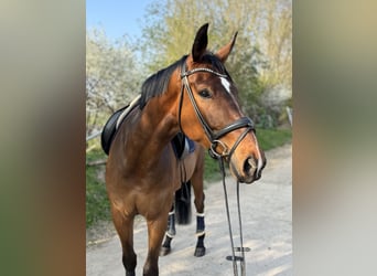 Hanoverian, Gelding, 6 years, 17 hh, Brown