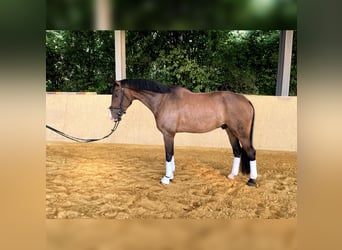 Hanoverian, Gelding, 6 years, 17 hh, Brown