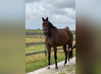 Hanoverian, Gelding, 6 years, 17 hh, Brown