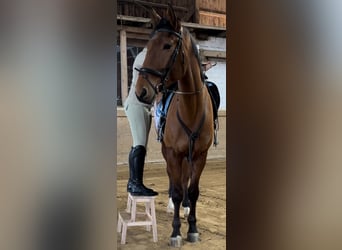 Hanoverian, Gelding, 6 years, 17 hh, Brown