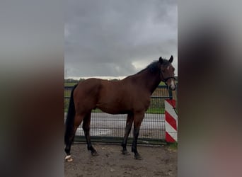 Hanoverian, Gelding, 6 years, 17 hh, Brown