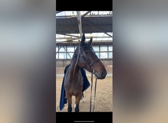 Hanoverian, Gelding, 6 years, 17 hh, Brown