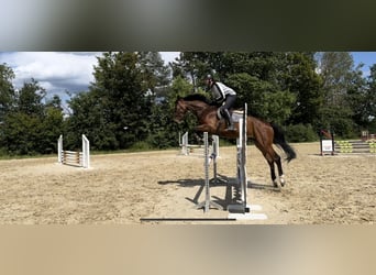 Hanoverian, Gelding, 6 years, 17 hh, Brown