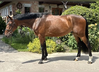 Hanoverian, Gelding, 6 years, 17 hh, Brown