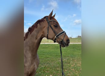 Hanoverian, Gelding, 6 years, 17 hh, Chestnut