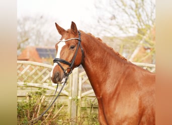 Hanoverian, Gelding, 6 years, 17 hh, Chestnut-Red