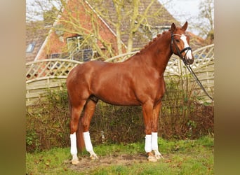 Hanoverian, Gelding, 6 years, 17 hh, Chestnut-Red