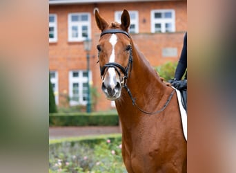 Hanoverian, Gelding, 6 years, 17 hh, Chestnut-Red