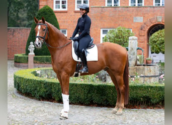 Hanoverian, Gelding, 6 years, 17 hh, Chestnut-Red