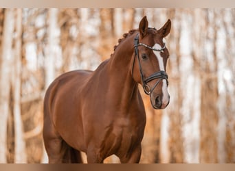 Hanoverian, Gelding, 6 years, 17 hh, Chestnut-Red