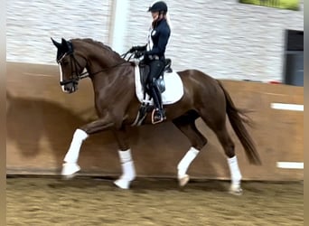 Hanoverian, Gelding, 6 years, 17 hh, Chestnut-Red