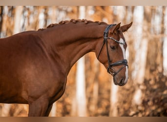 Hanoverian, Gelding, 6 years, 17 hh, Chestnut-Red