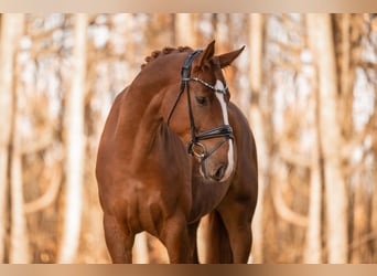 Hanoverian, Gelding, 6 years, 17 hh, Chestnut-Red