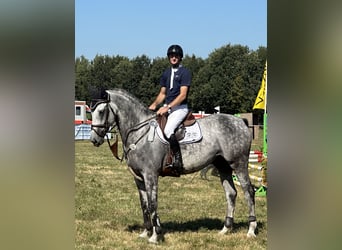 Hanoverian, Gelding, 6 years, 17 hh, Gray-Dapple