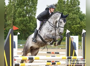 Hanoverian, Gelding, 6 years, 17 hh, Gray-Dapple