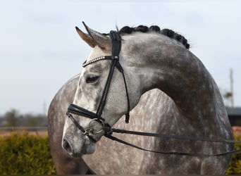 Hanoverian, Gelding, 6 years, 17 hh, Gray