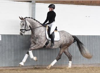 Hanoverian, Gelding, 6 years, 17 hh, Gray