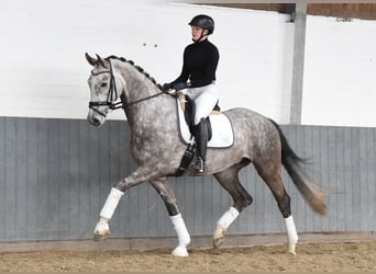 Hanoverian, Gelding, 6 years, 17 hh, Gray